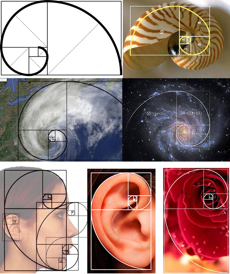 Sequência de Fibonacci na Natureza